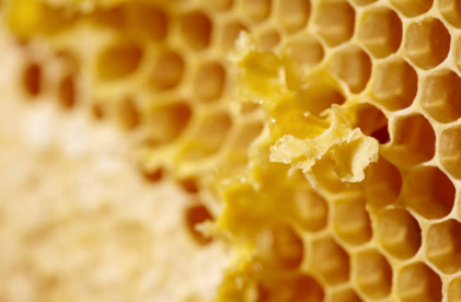 프로폴리스 효능, 부작용 총정리 (2024ver)