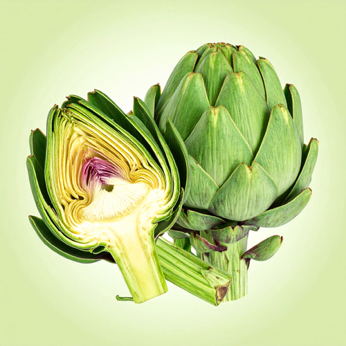 지중해 지역이 원산지인 국화과 식물