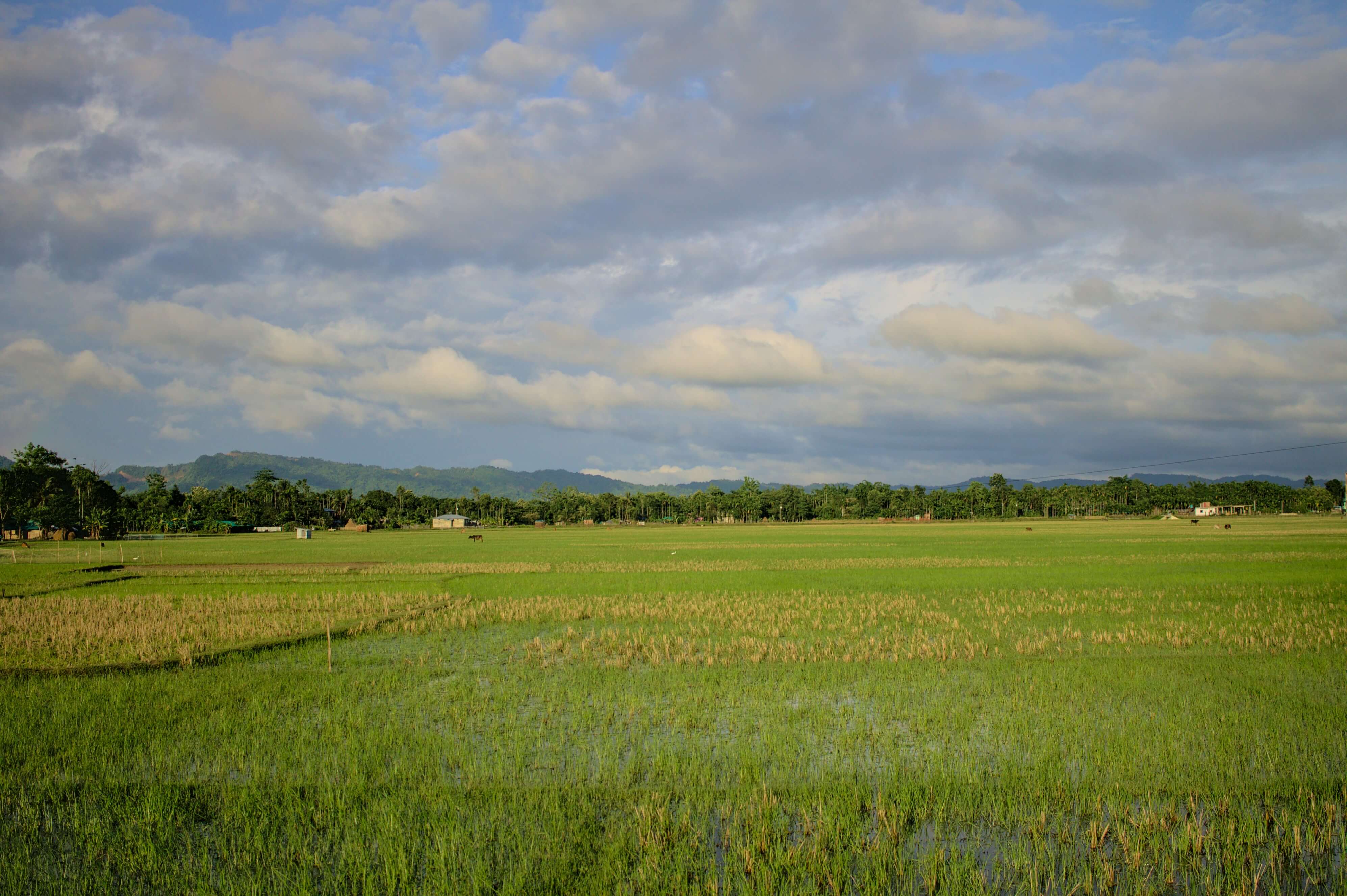 이천 쌀 문화 축제
