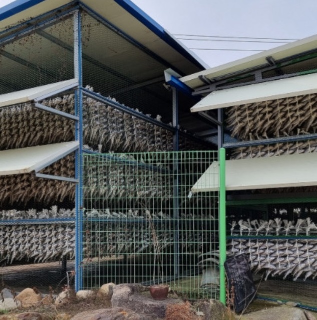 한국인의밥상-영광-법성포-굴비