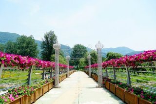 가평 자라섬 꽃축제 입장료 가는길 주차 최신정보