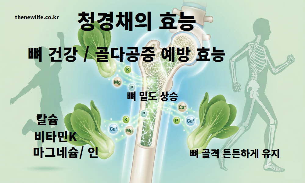 청경채 효능 뼈 건강 골다공증 예방