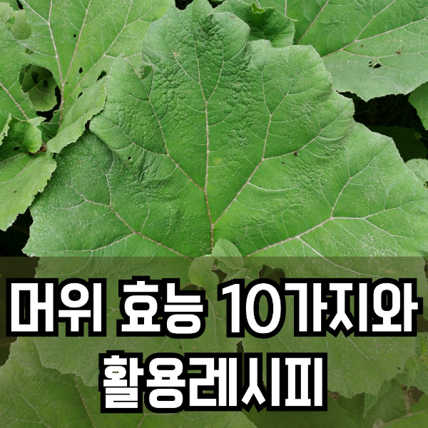 머위 효능
