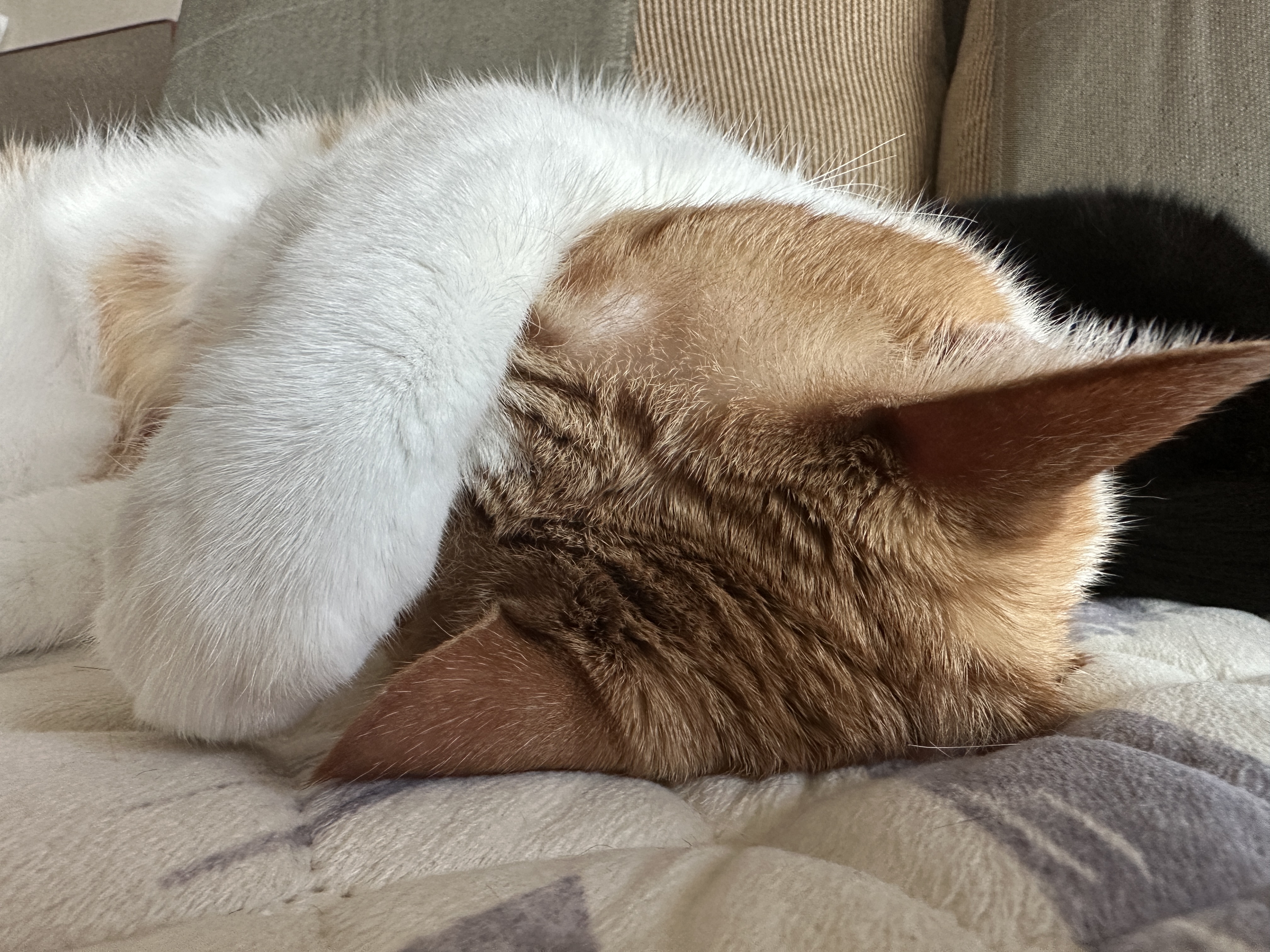 잘 때도 귀여운 막둥이 도촬하기 (feat. 6월에도 찜질하는 고양이들)