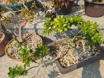 화분 잎마름 원인 햇빛부족 건조 과습 진단 맞춤 처방 가이드_5