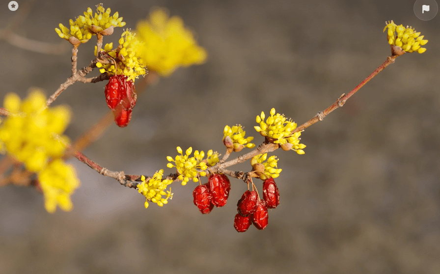 구례 산수유 이미지