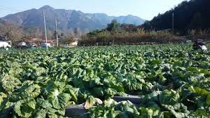 홈플러스 절임배추 김장배추 사전 예약 및 할인 가격(이마트 참고)