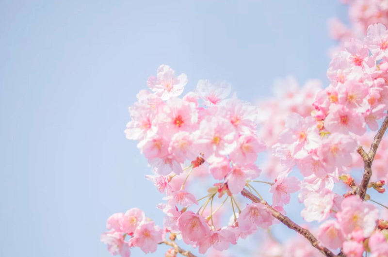 벚꽃 축제 유명한 곳