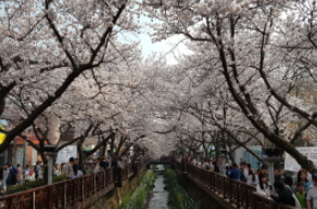 아름여행사 벚꽃 여행 당일치기 여행