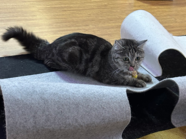 고양이 털세우는 이유