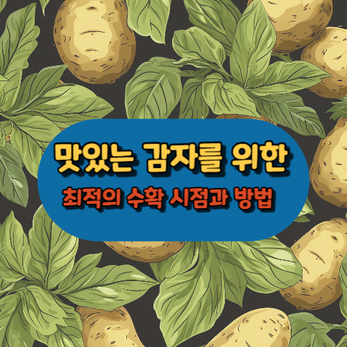 감자 최적의 수확 시점과 방법 알아보기