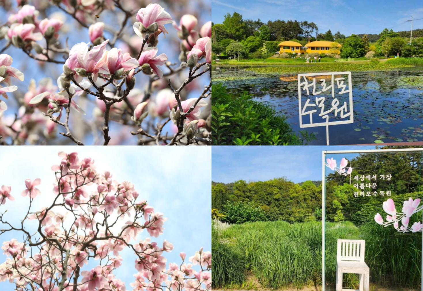 천리포 수목원 목련축제