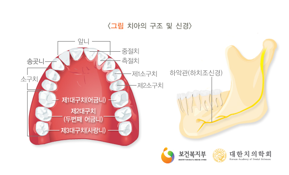 치아 구조