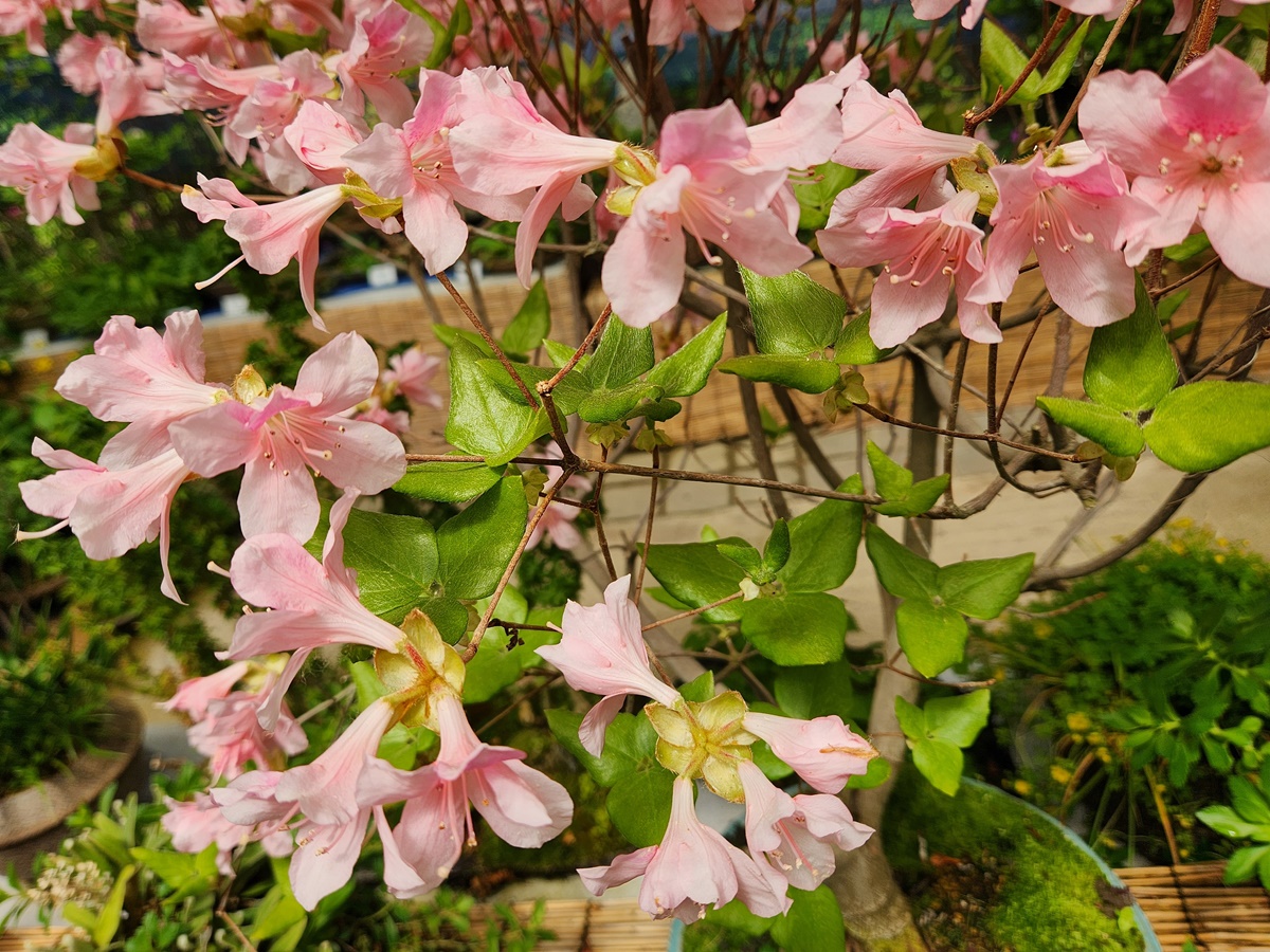 한라산참꽃나무