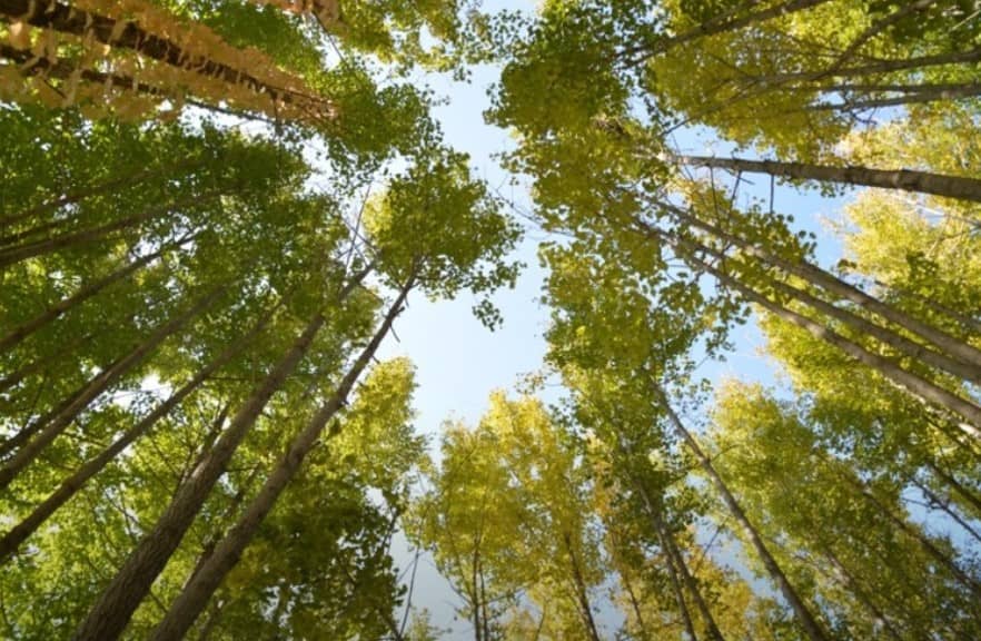 도리마을-은행나무숲