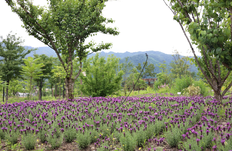 백두대간 수목원