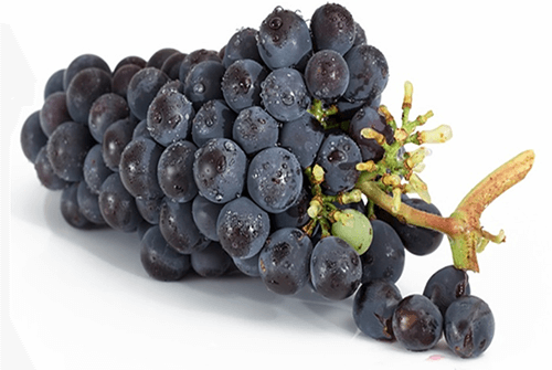 포도