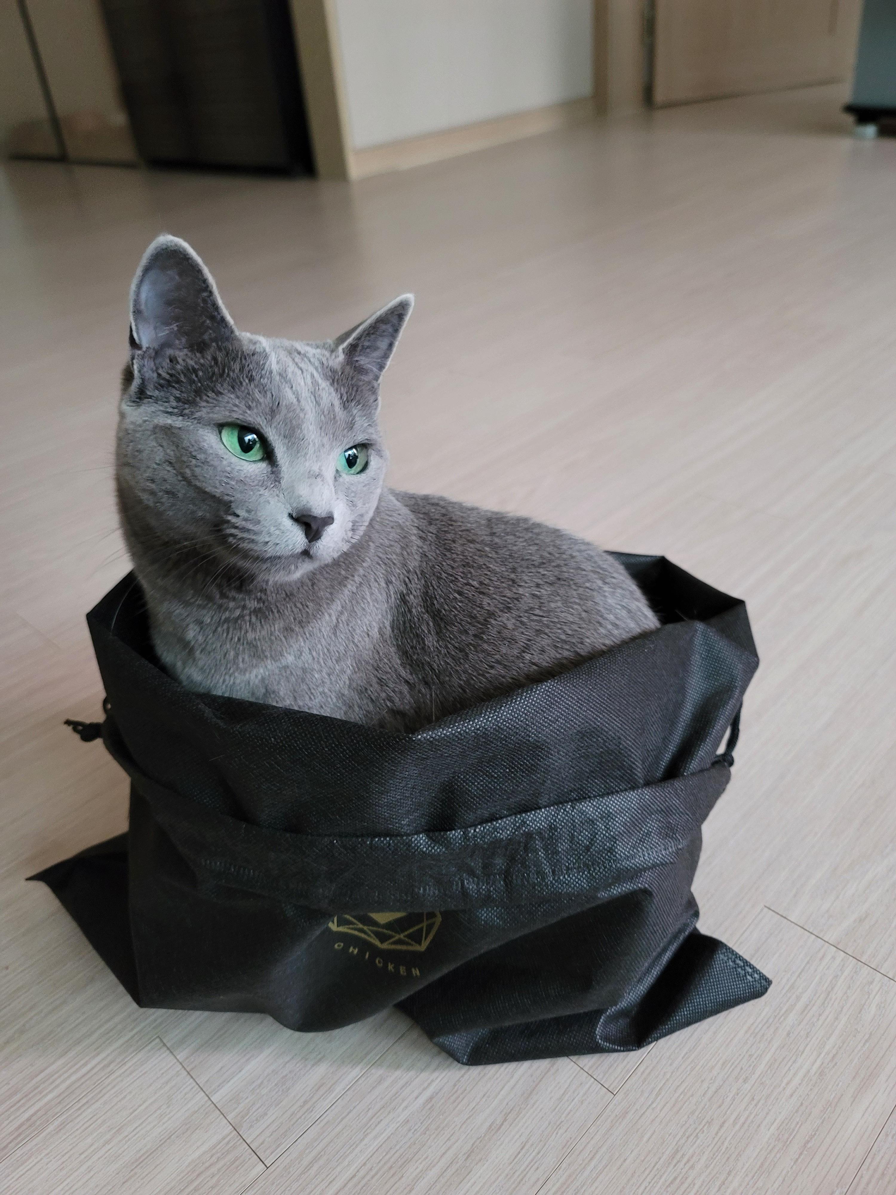 러시안 블루