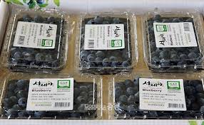 2024 서천 블루베리축제 기본일정과 특징 소개