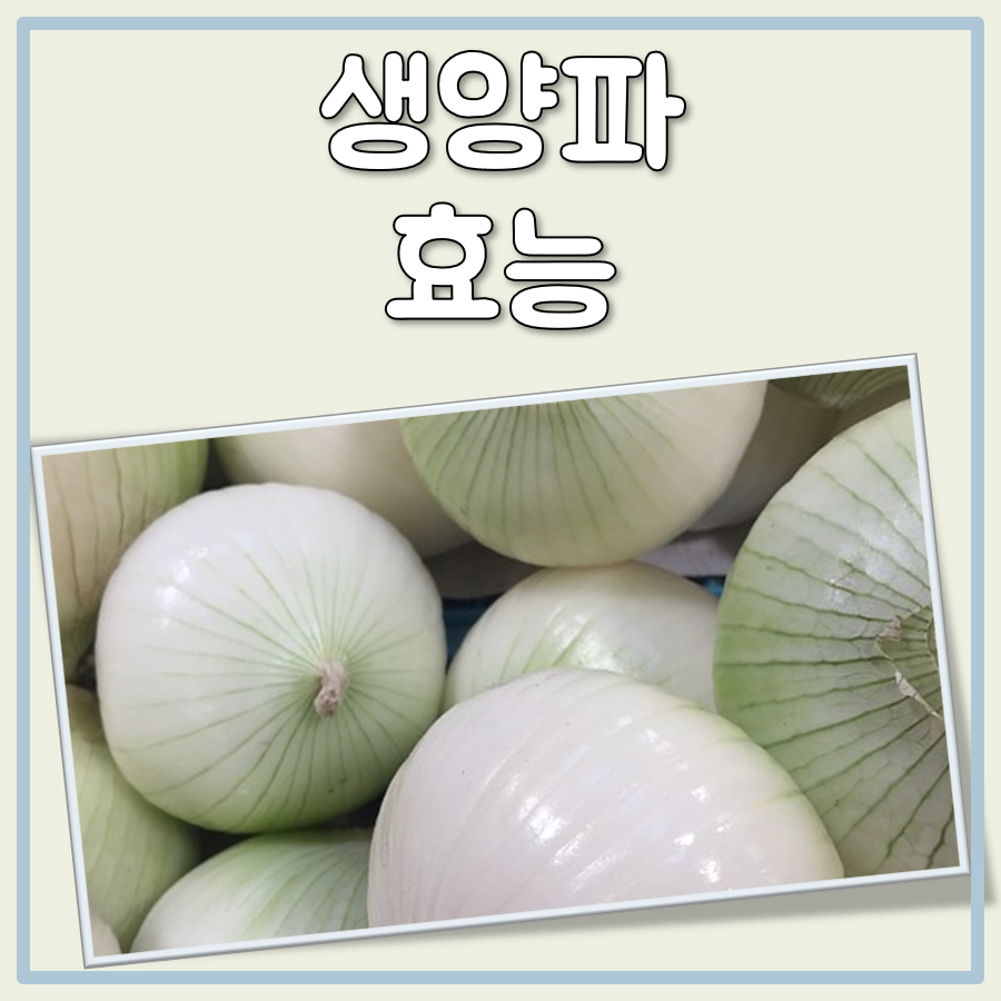 생양파 효능 대표 이미지