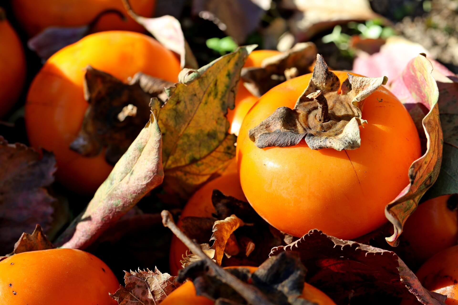 농지취득자격증명 인터넷 신청