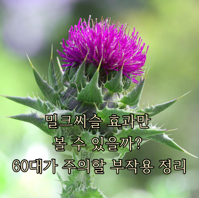 밀크씨슬 효과만 볼 수 있을까? 60대가 주의할 부작용 정리