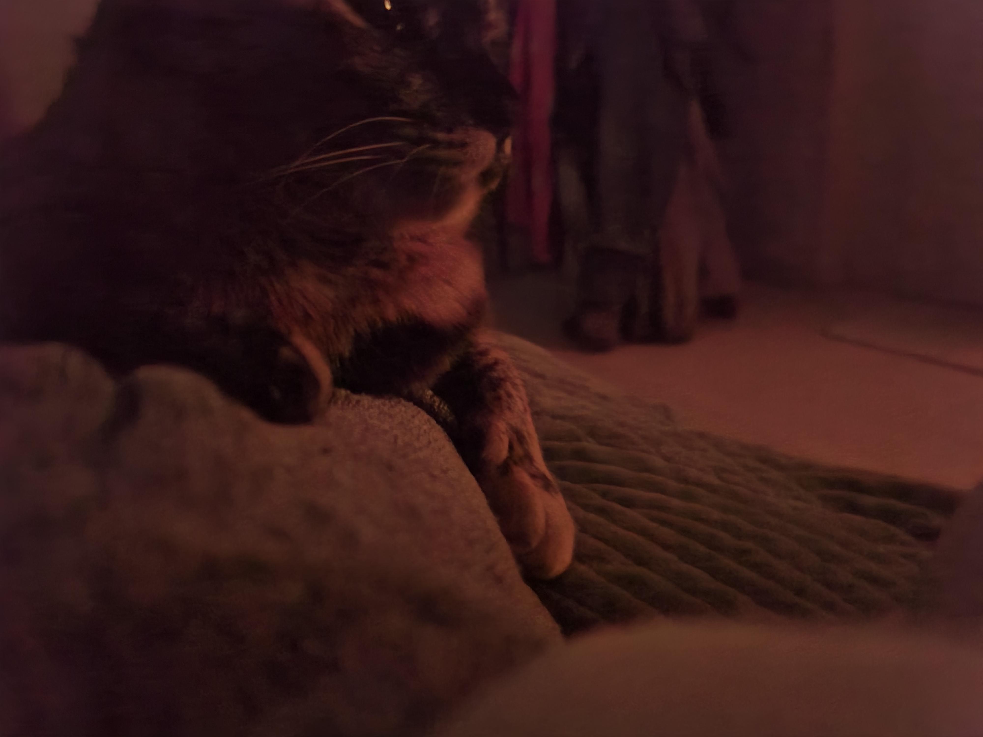 베개에 걸터앉아서 엄마배에 꾹꾹이하는 사랑이 (feat.엄마 팔에 안겨있는 사랑이)