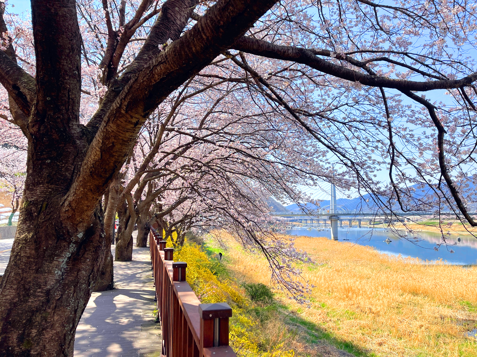 구례 300리 벚꽃축제