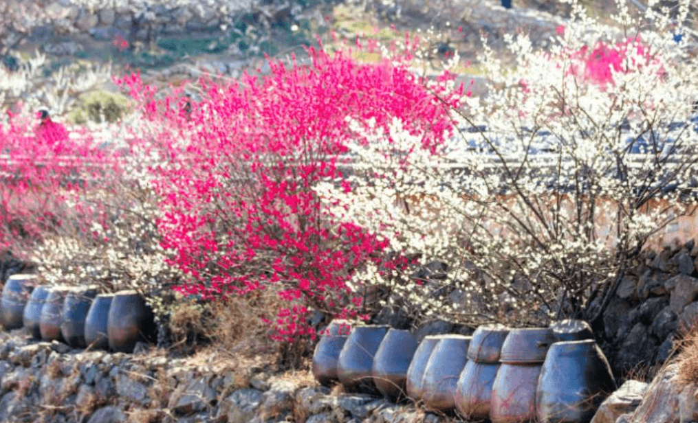2024 양산 원동 순매원 매화축제 기간 및 장소 기차 셔틀버스 알아보기