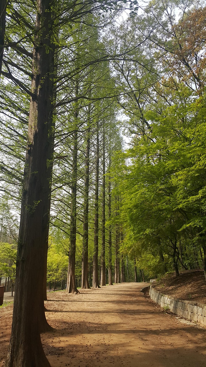 🌳 가족과 함께 가기 좋은 화담숲 산책코스 BEST 5