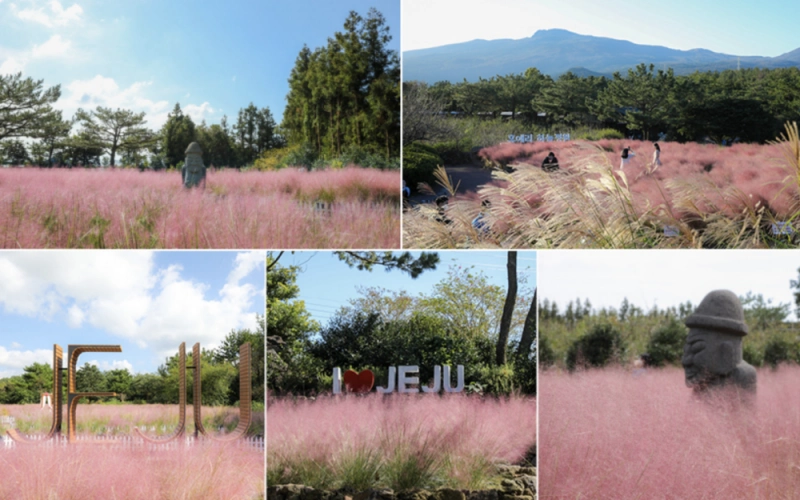 휴애리_핑크뮬리_img1