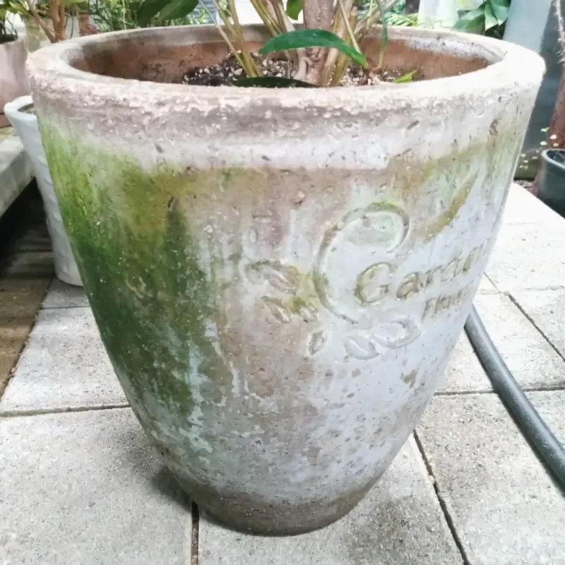 토분 관리 세척요령 흰가루제거 배수력장점 물주기 타이밍 맞추기_1