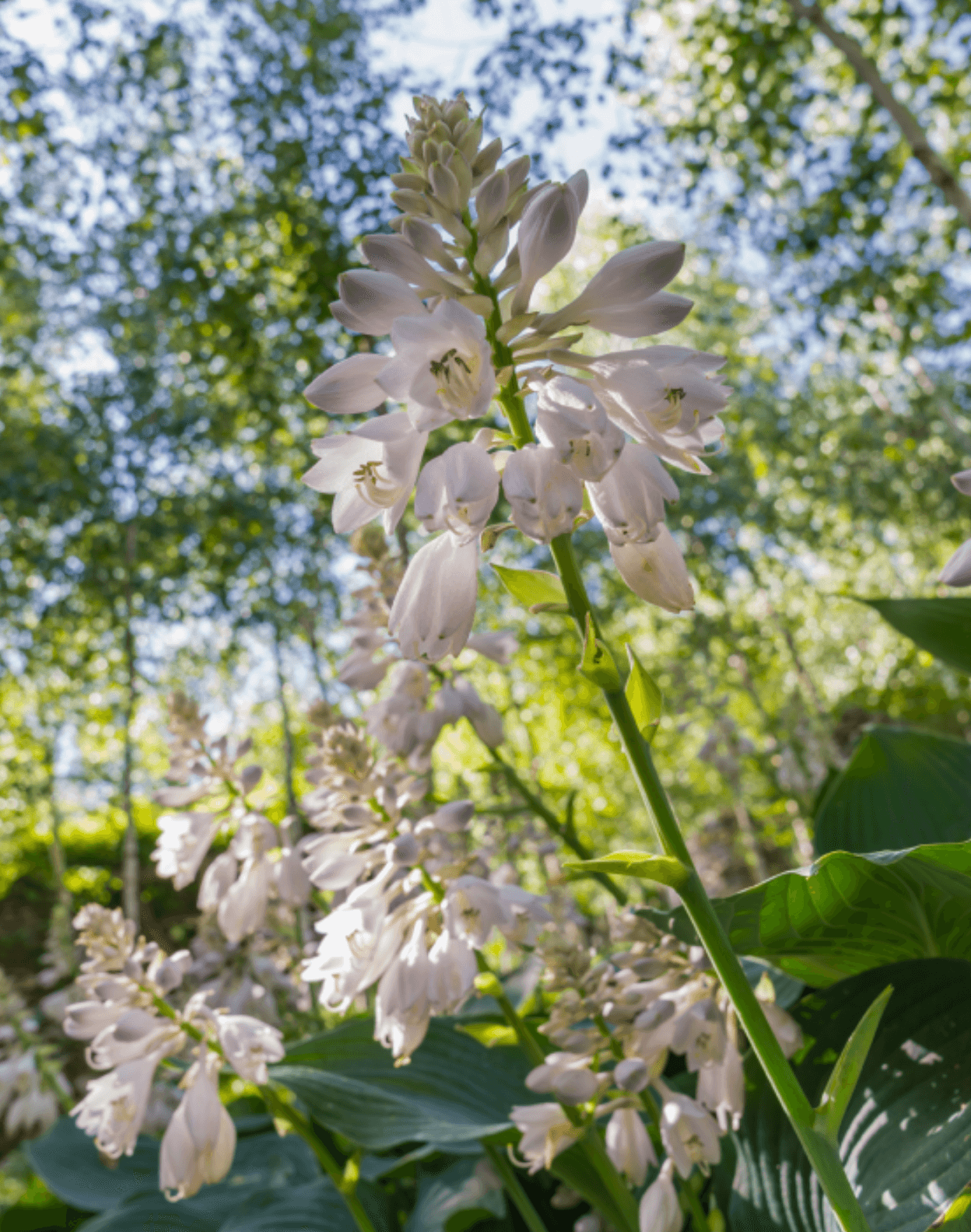 화담숲 화담채 모노레일 사전 예약&amp;#44; 할인받고 예매 하기
