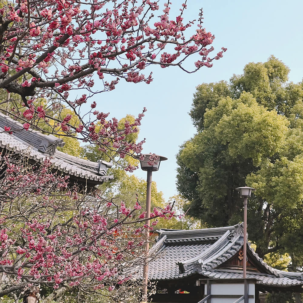 붉은-매화꽃