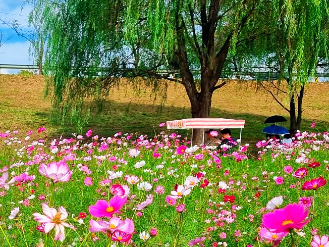 서울 근교 가을꽃 만발한, 경기도 고양시 강매석교공원 창릉천 코스모스축제