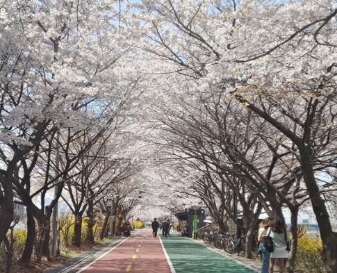 송파 벚꽃