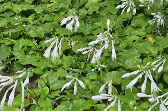 옥잠화 꽃 피는시기 꽃말 종류 비비추 부레옥잠 차이 키우기 방법 관리 팁5