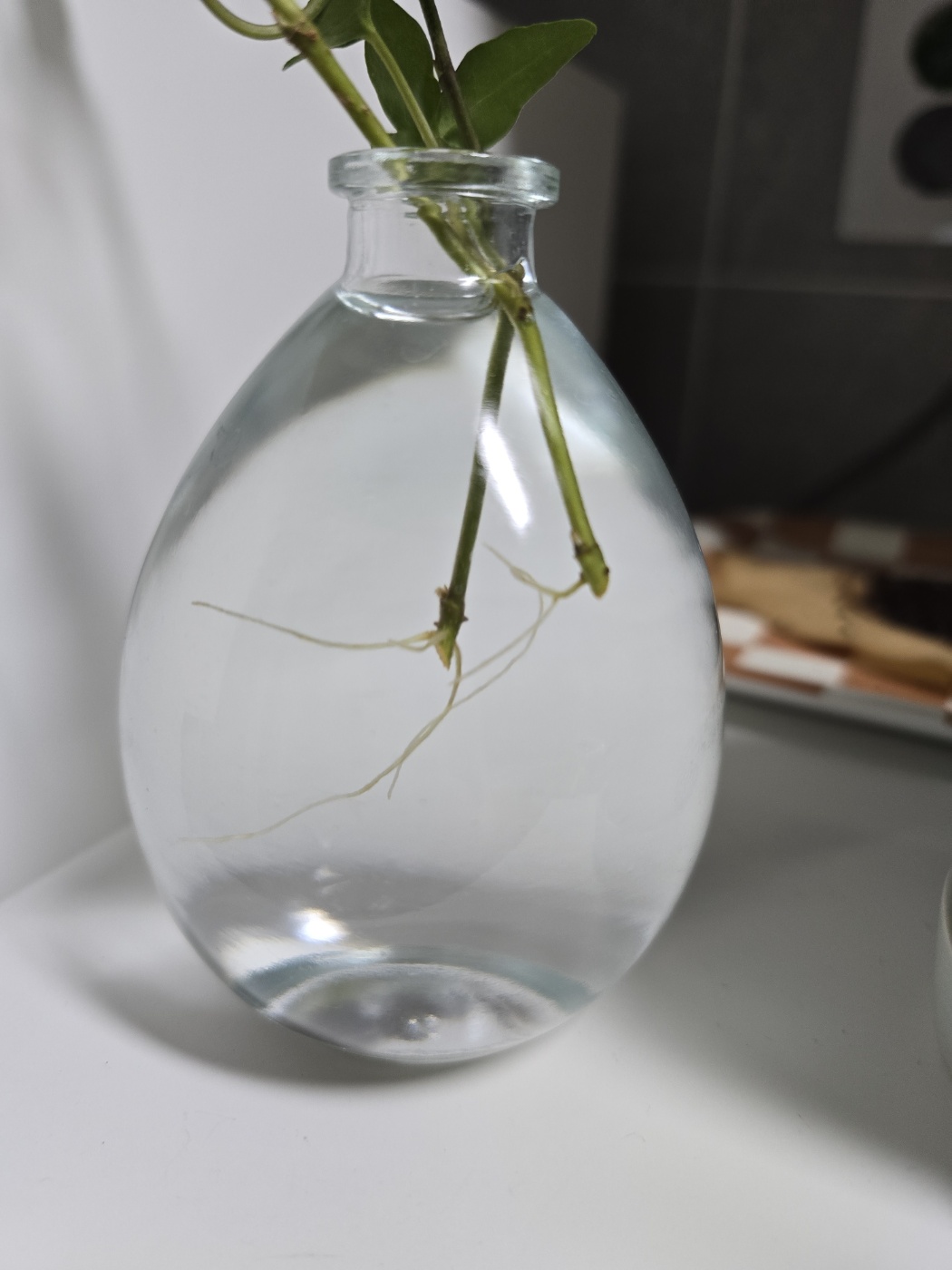 현재 뿌리가 많이 성장한 아이비