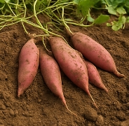 고구마 수확시기