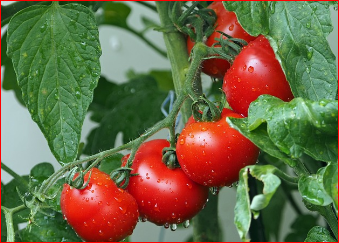 2024 화천 토마토축제 행사일정 확인하기