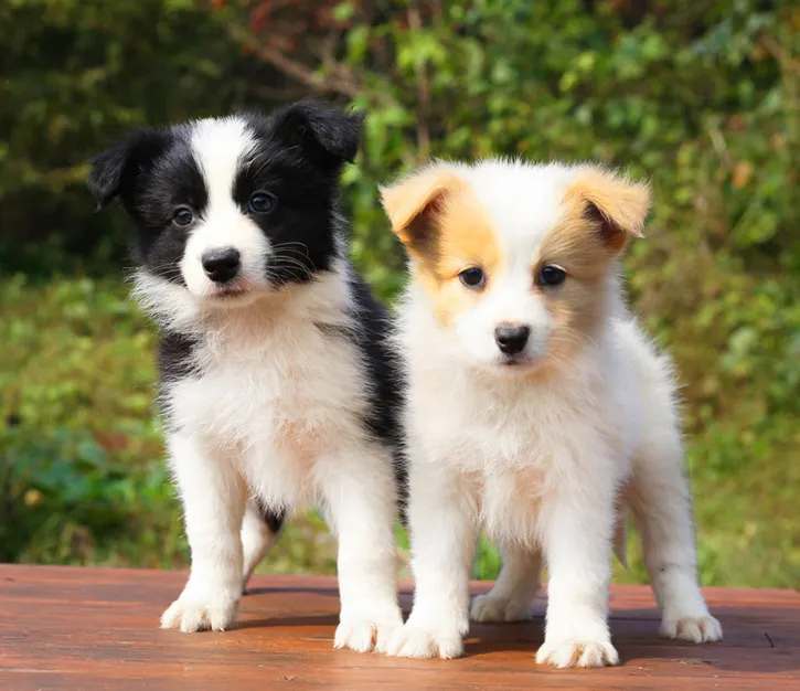 보더콜리분양가 2024년 가격 정보와 분양 팁_8