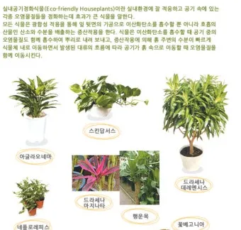 공기정화식물 추천 초보친화 관리쉬운 종류 물주기 빛 관리 가이드_10