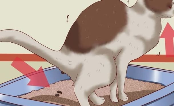 고양이 거대 결장 완벽 가이드 관련 사진