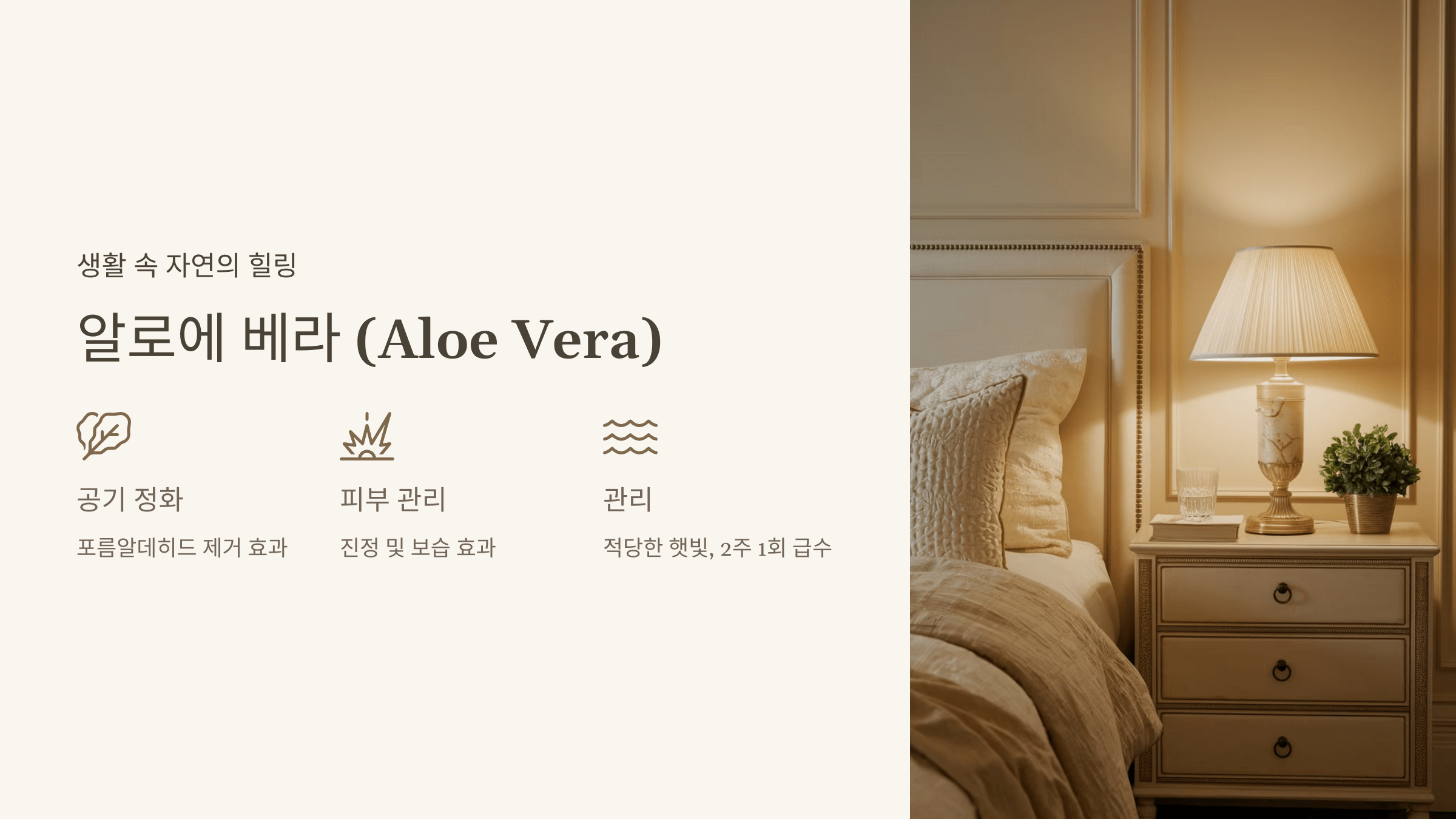 알로에 베라 (Aloe Vera)