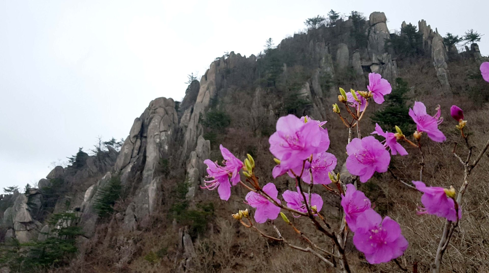합천 남산제일봉 진달래