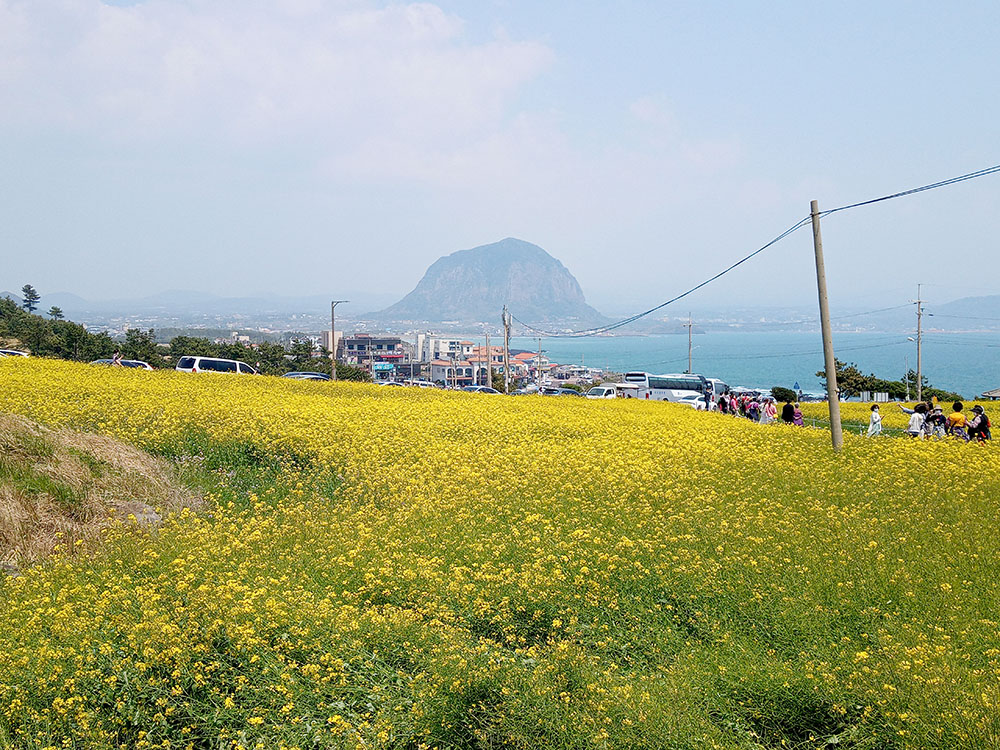 올레길 10코스: 송악산에서 내려와 산방산 뷰