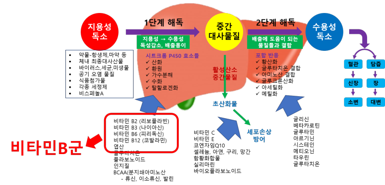 간해독 단계