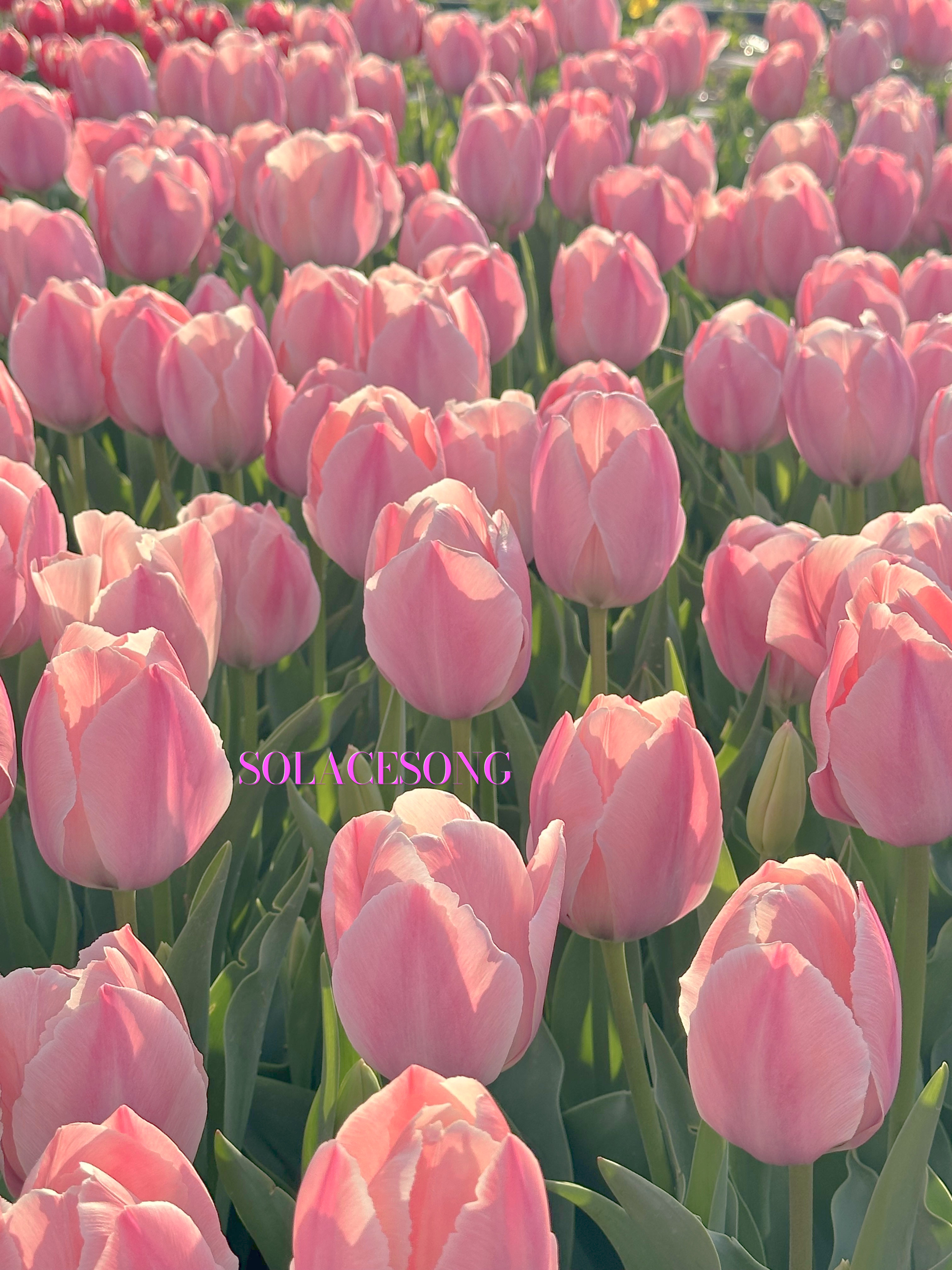 태안 튤립 축제 사진 입니다1