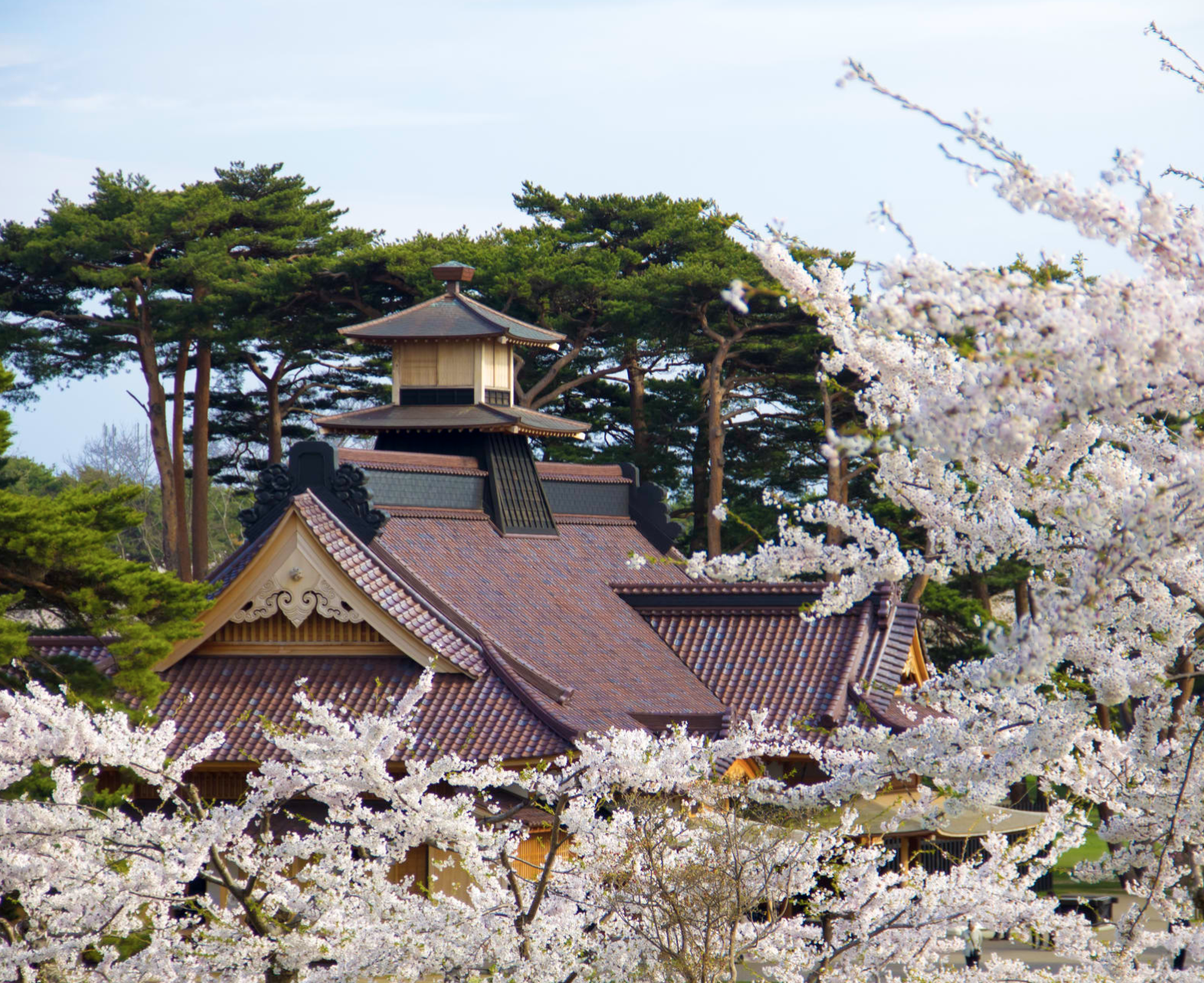 도쿄 벚꽃 명소 추천 top10 (2025년)