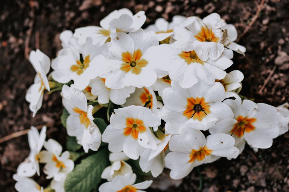 Beautiful cluster of white primrose flowers with vibrant yellow centers in a natural setting.